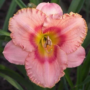 Hemerocallis JARMILA LUKÁŠOVÁ