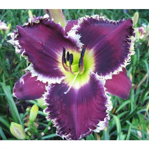 Hemerocallis JAWS AND CLAWS