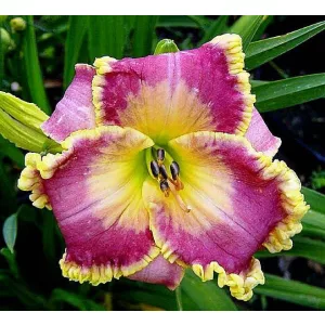 Hemerocallis JOHN PEAT