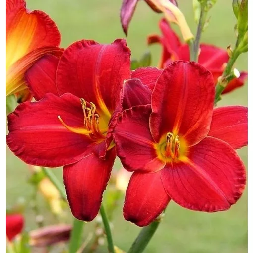 Hemerocallis LITTLE AUNTIE