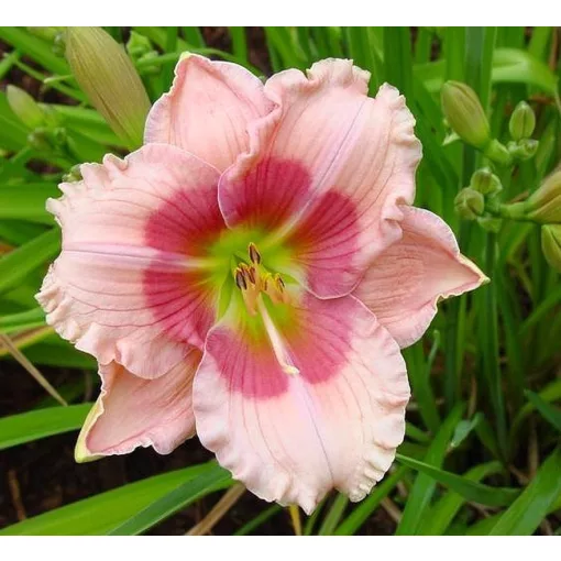 Hemerocallis LITTLE BABY MINE