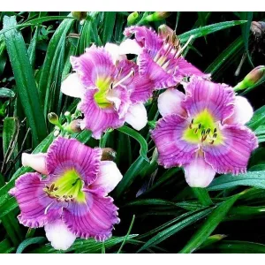 Hemerocallis LITTLE JET SETTER