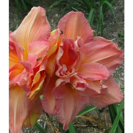 Hemerocallis LONGFIELDS MANDY