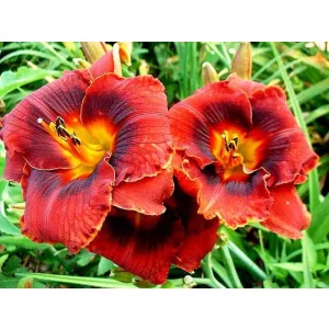 Hemerocallis MAHOGANY MAGIC