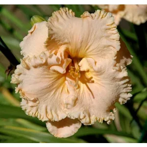 Hemerocallis MAKE BELIEVE MAGIC