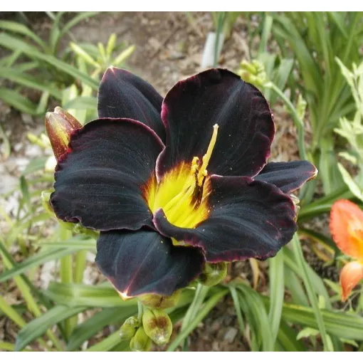 Hemerocallis MIDNIGHT OIL