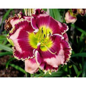 Hemerocallis MOUNTAIN WILFLOWER