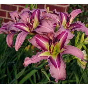Hemerocallis OCEAN SPIRIT