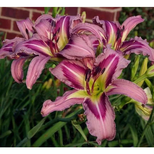 Hemerocallis OCEAN SPIRIT