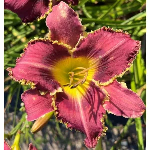 Hemerocallis ORIENT EXPRESS