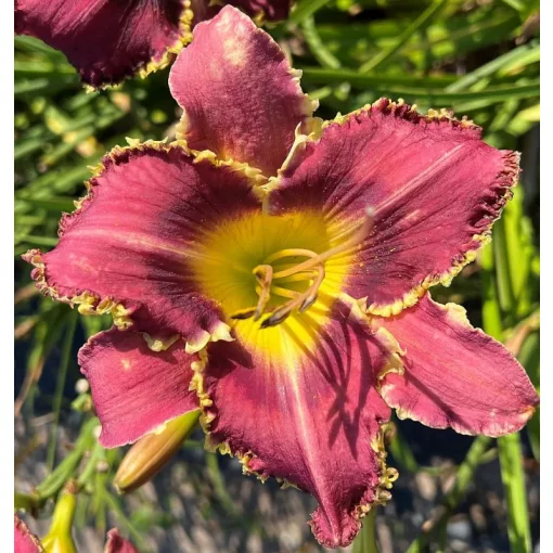 Hemerocallis ORIENT EXPRESS