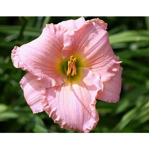 Hemerocallis PATRICIAN SPLENDOR