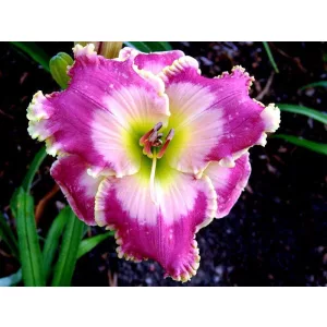 Hemerocallis PICTURE IN PICTURE