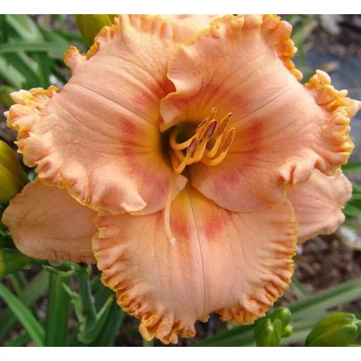 Hemerocallis PINEAPPLE MOON