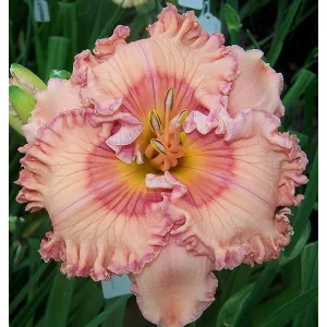 Hemerocallis PINK CANDLE