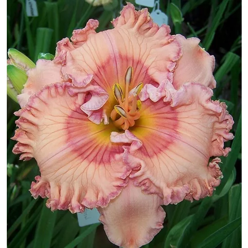 Hemerocallis PINK CANDLE