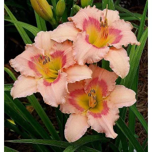 Hemerocallis PINK COTTON CANDY