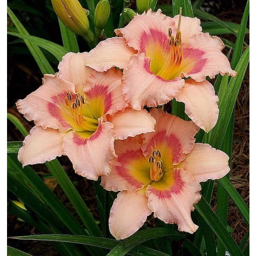 Hemerocallis PINK COTTON CANDY