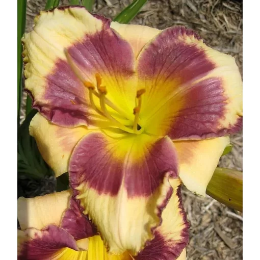 Hemerocallis PIRATES PATCH