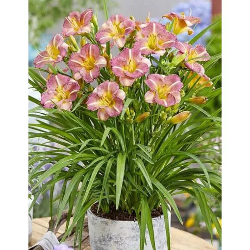 Hemerocallis PITOYA ICEFALL