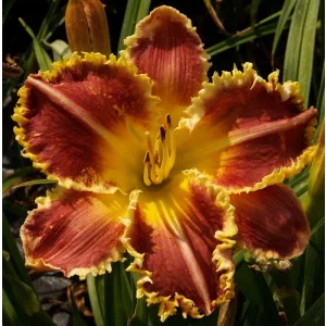Hemerocallis PRICKLY PEAR