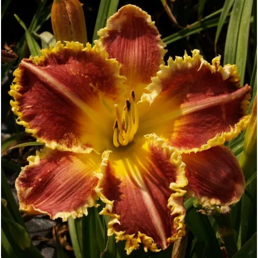Hemerocallis PRICKLY PEAR