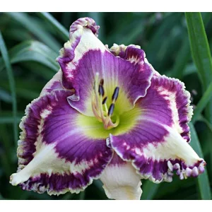 Hemerocallis PUNCHY PURPLE