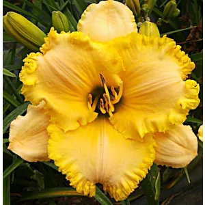 Hemerocallis RADIATION EXPOSURE