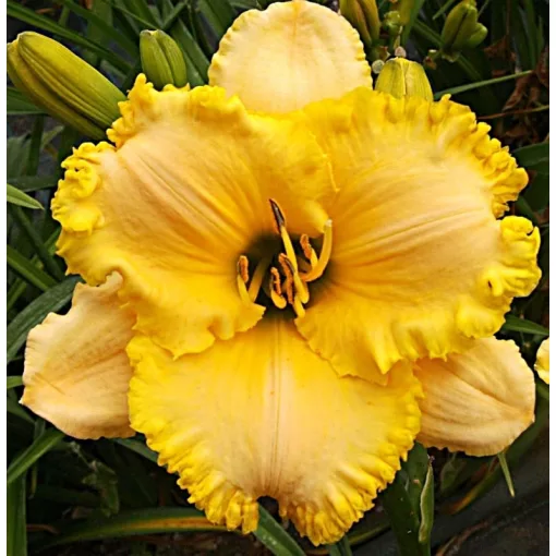 Hemerocallis RADIATION EXPOSURE