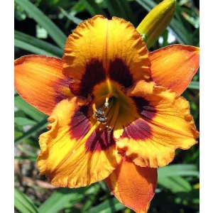 Hemerocallis RAGING TIGER