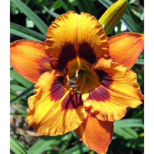 Hemerocallis RAGING TIGER