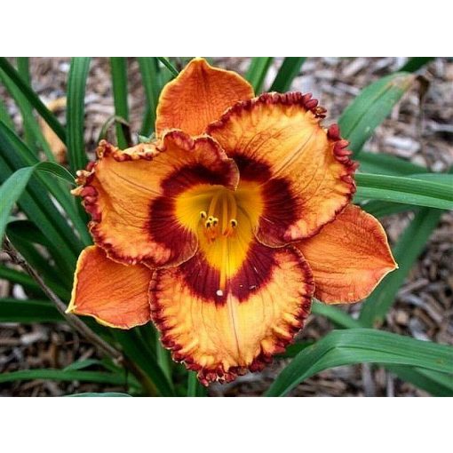 Hemerocallis SAN LUIS HALLOWEEN