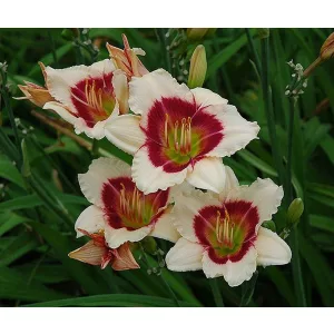 Hemerocallis SILOAM SHOCKER