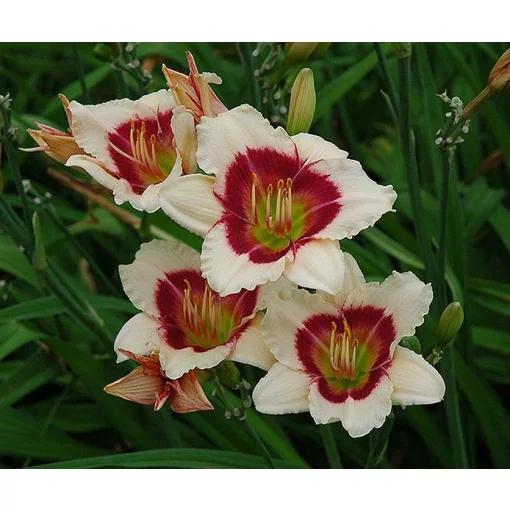 Hemerocallis SILOAM SHOCKER