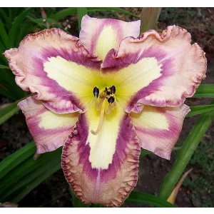 Hemerocallis SLIPSLIDING AWAY