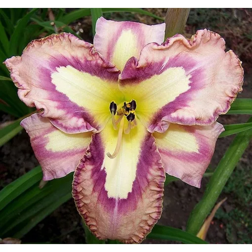 Hemerocallis SLIPSLIDING AWAY