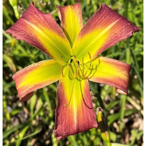 Hemerocallis SMOKY APPLE