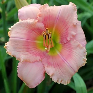 Hemerocallis SOFT SUMMER NIGHT