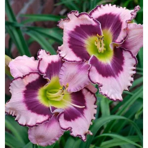 Hemerocallis SOUND OF MY HEART