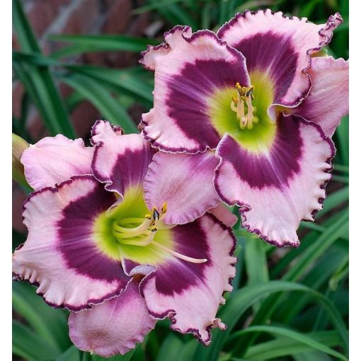 Hemerocallis SOUND OF MY HEART