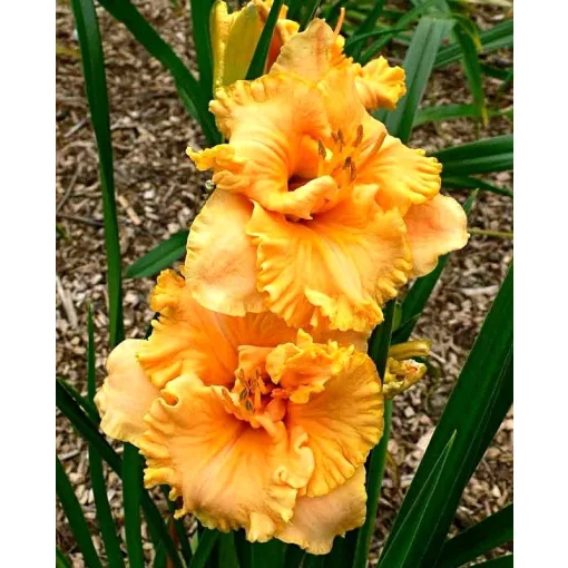 Hemerocallis SPACECOAST CHILD STAR