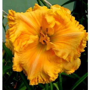 Hemerocallis SPACECOAST GOLD BONANZA