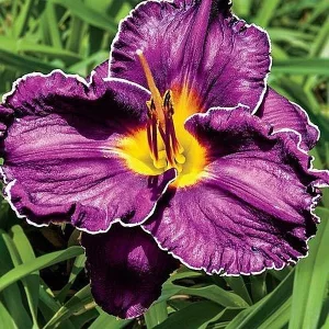 Hemerocallis SPACECOAST ROYAL RUMBLE