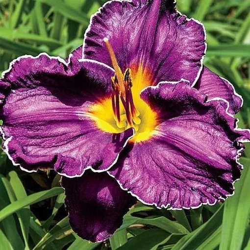 Hemerocallis SPACECOAST ROYAL RUMBLE