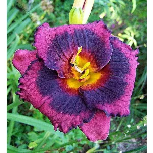 Hemerocallis SPACECOAST TECHNICAL KNOCKOUT