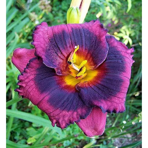 Hemerocallis SPACECOAST TECHNICAL KNOCKOUT