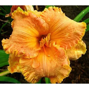 Hemerocallis SPACECOAST TROPICAL PASSION