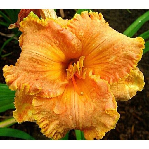 Hemerocallis SPACECOAST TROPICAL PASSION