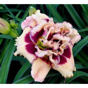 Hemerocallis SPACECOAST TWO EYED JACK