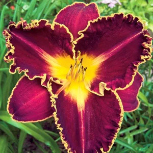 Hemerocallis STORM OF THE CENTURY